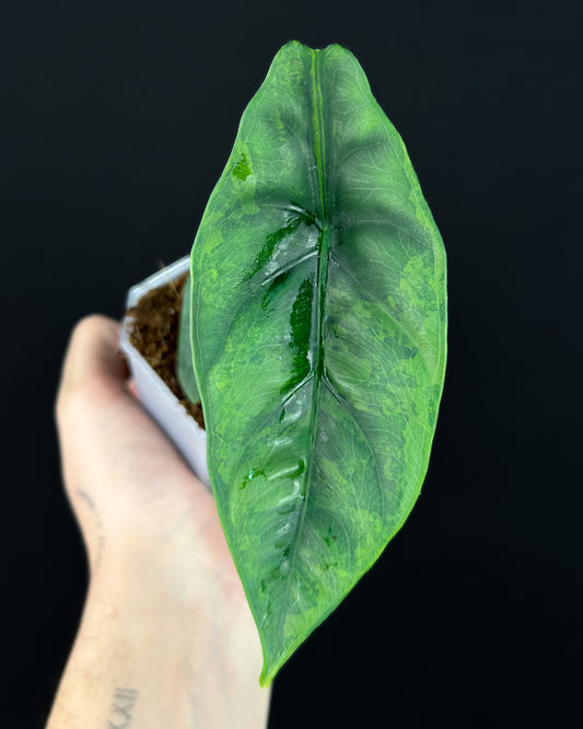 Alocasia Venusta GoG Variegata (BestOffer)