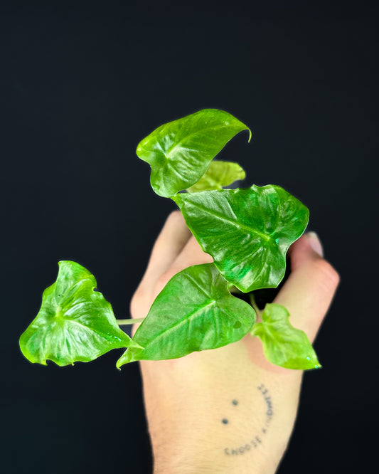 Alocasia Emerald Tide „Frydek Tattoo“