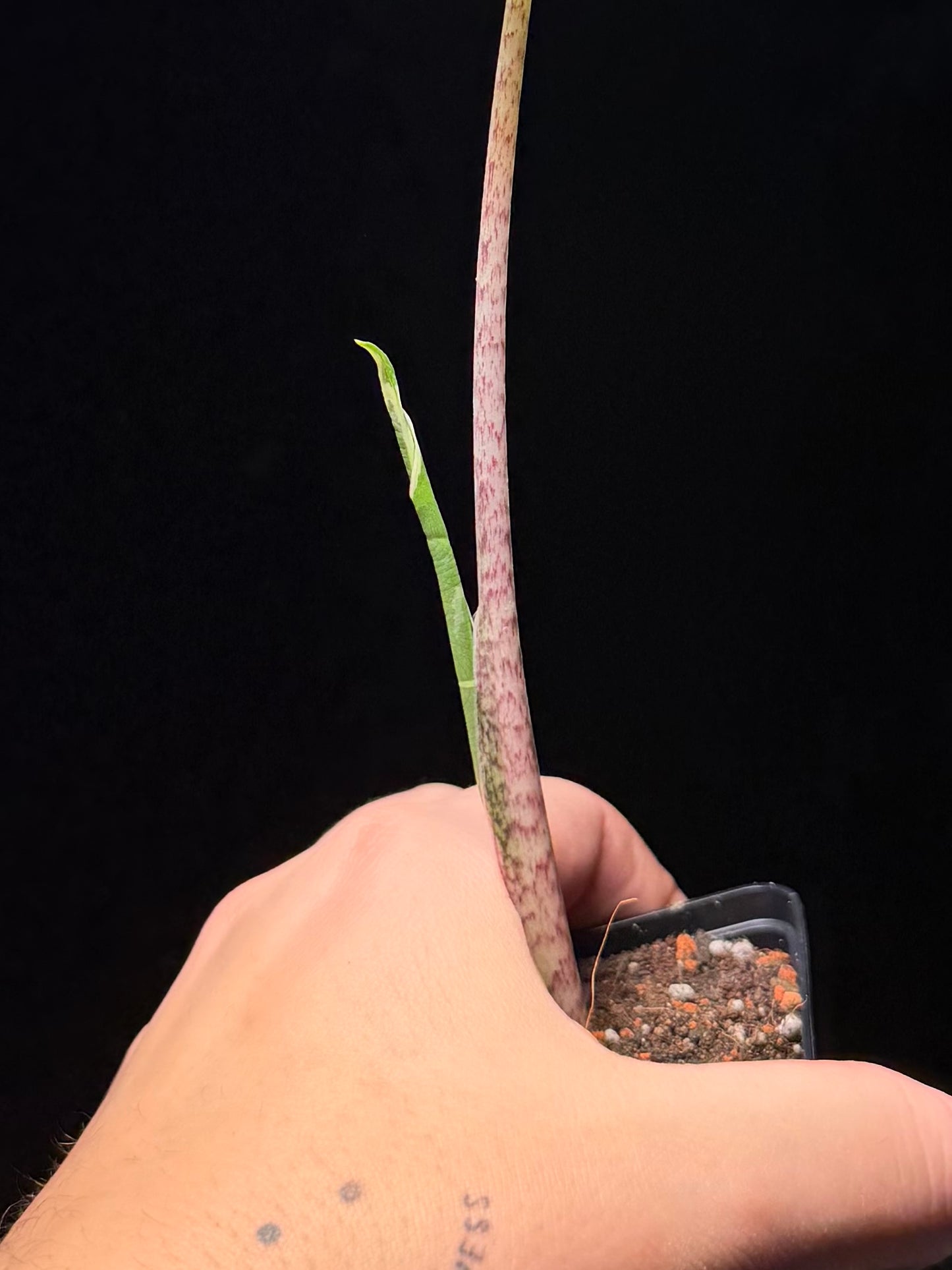 Alocasia Sarian Albo Variegata