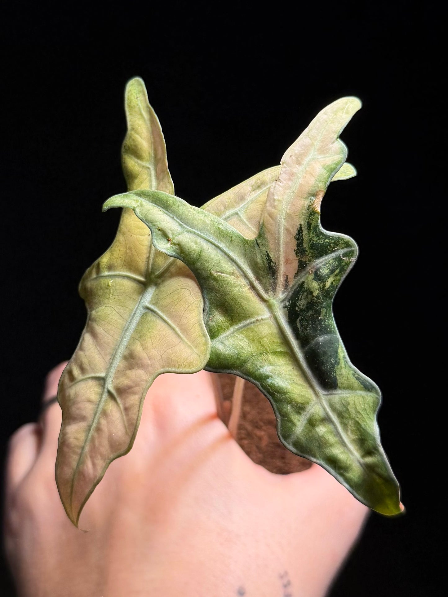 Alocasia Sanderiana Nobilis Albo/Pink Variegata