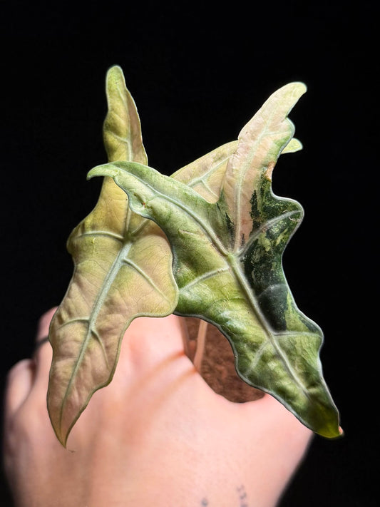 Alocasia Sanderiana Nobilis Albo/Pink Variegata