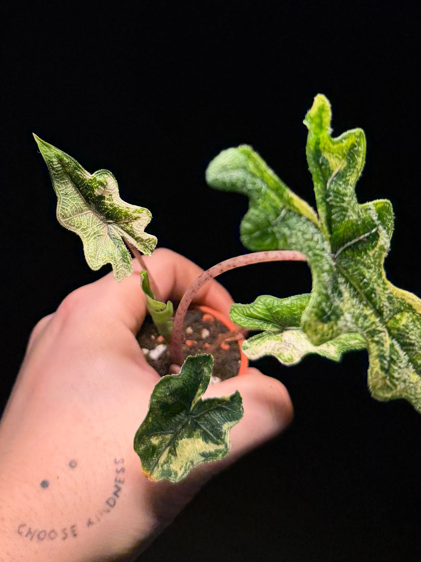 Alocasia Jacklyn Aurea Variegata