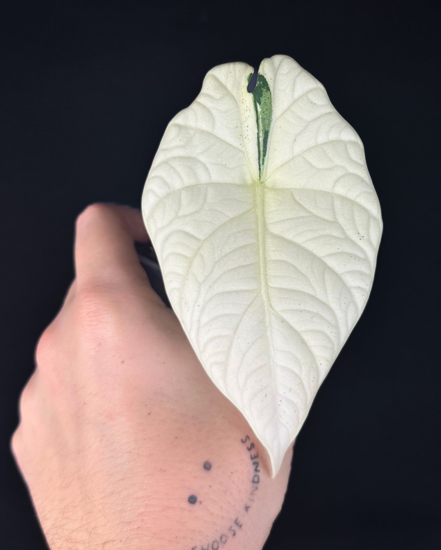 Alocasia Maharani Albo Variegata