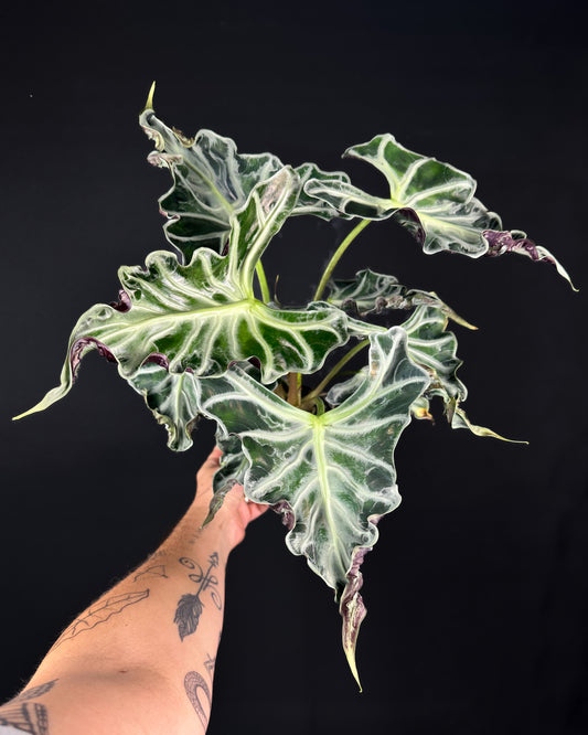 Alocasia Loco
