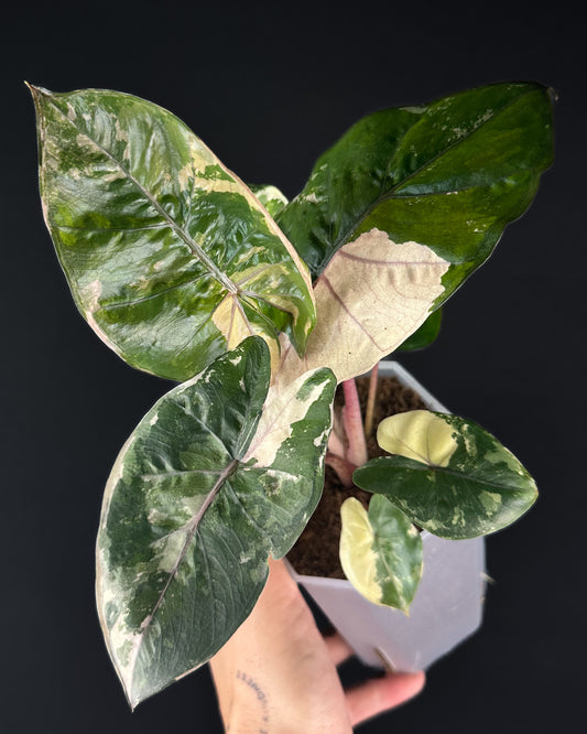 Alocasia Yucatan Princess Albo/Pink Variegata