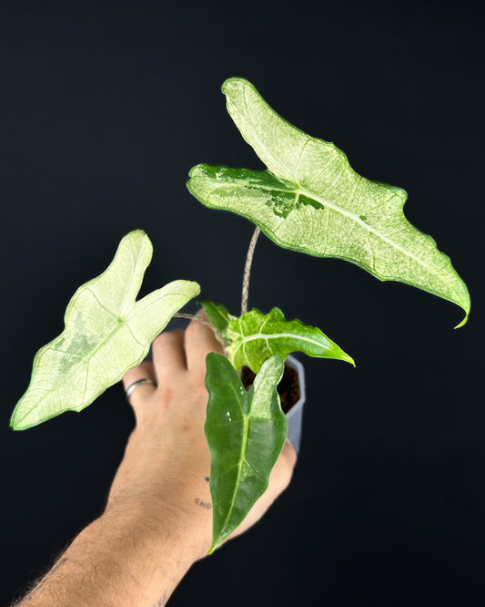 Alocasia Sarian Albo Variegata