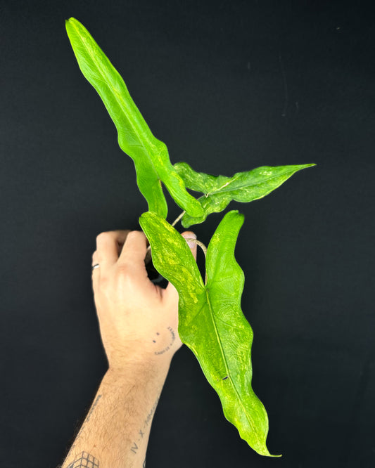 Alocasia Sabrina Aurea Variegata