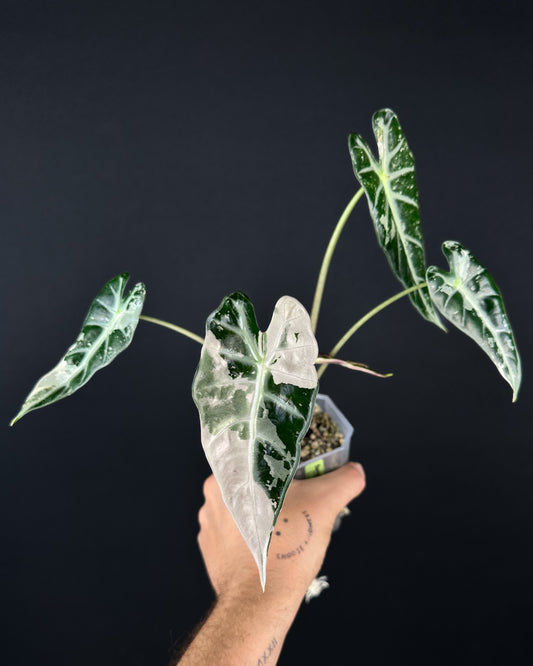 Alocasia Bambino Albo/Pink Variegata Rhizom