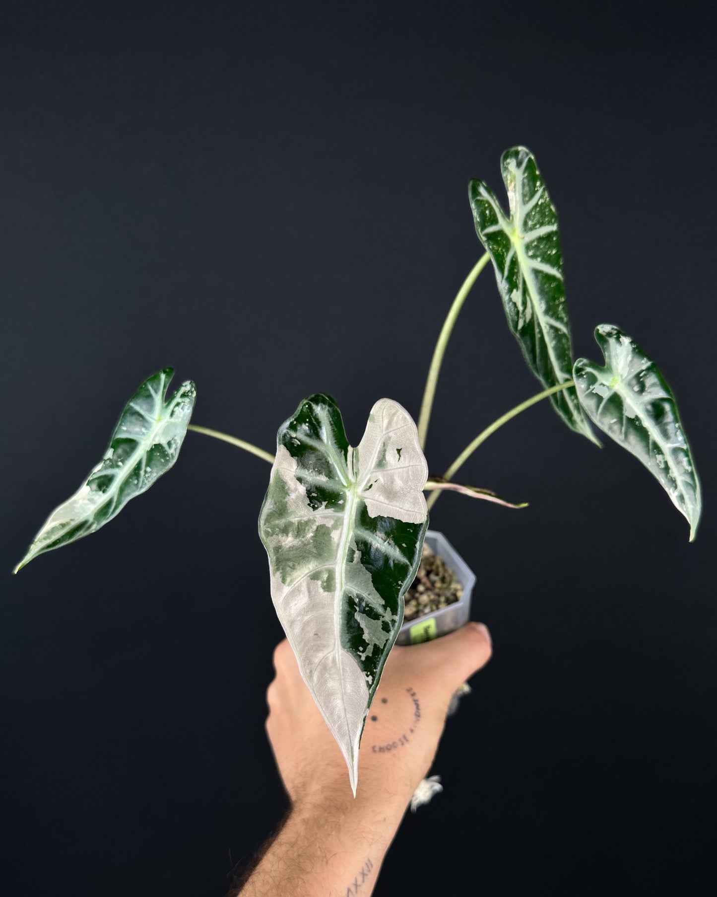 Alocasia Bambino Albo Variegata Rhizom
