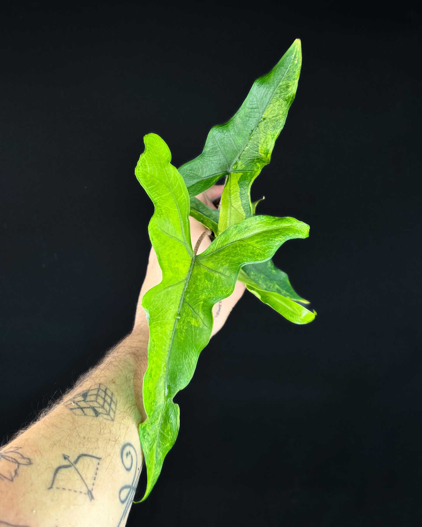 Alocasia Sabrina Aurea Variegata RHIZOM/BULB