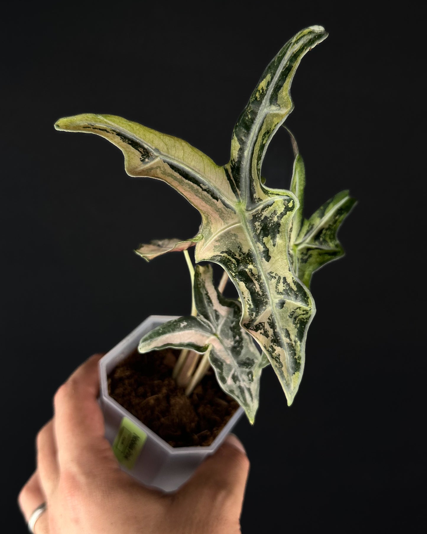Alocasia Sanderiana Nobilis Albo/Pink Variegata