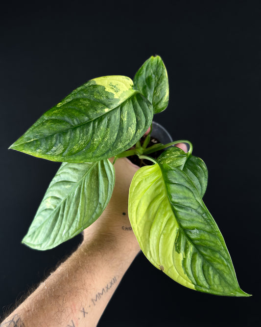 Monstera Obliqua Mayuna Aurea Variegata