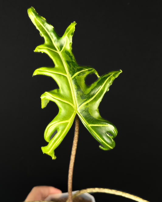 Alocasia Portei GoG Variegata