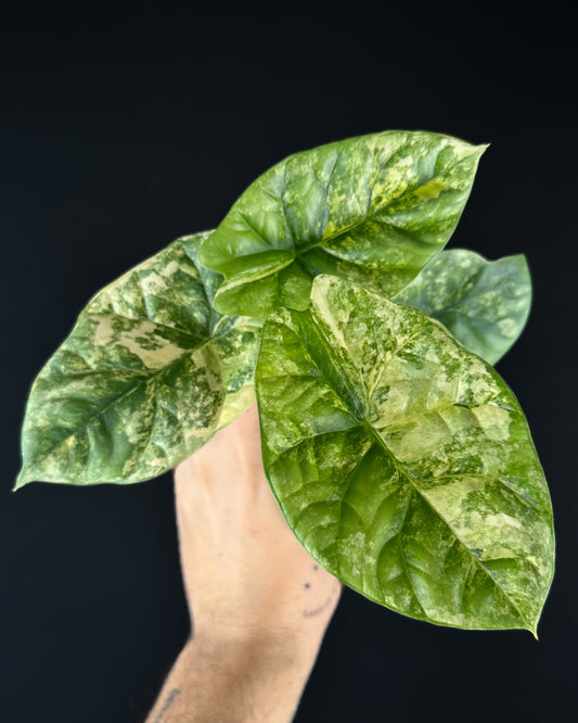 Alocasia Sinuata Aurea Variegata Rhizom