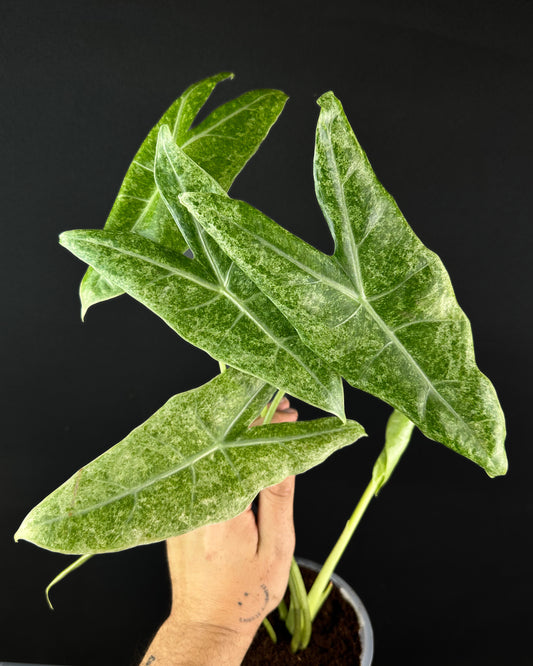 Alocasia Longiloba Mottled Rhizom