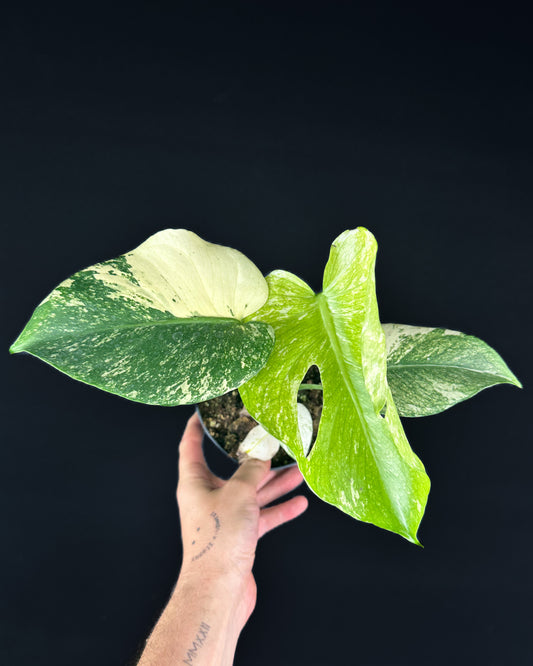 Monstera White Monster