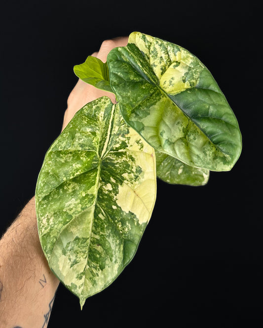 Alocasia Sinuata Aurea Variegata