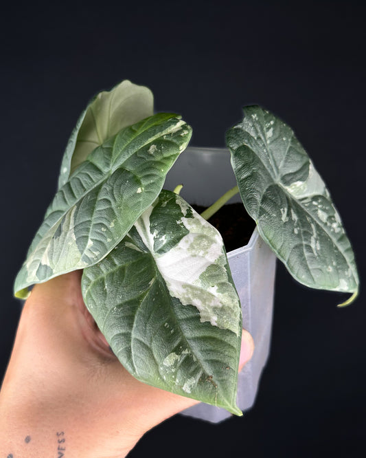Alocasia Maharani Albo Variegata Rhizom