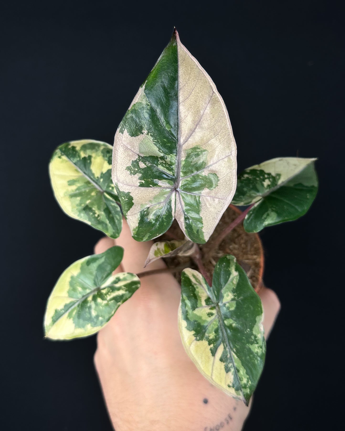 Alocasia Yucatan Princess Albo/Pink Variegata