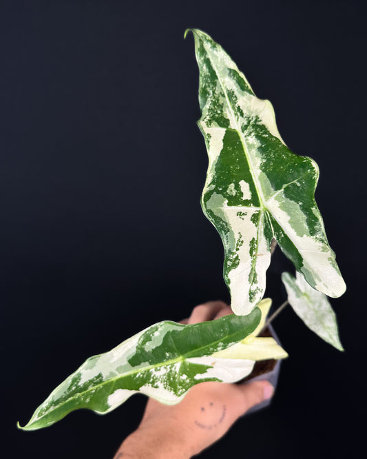 Alocasia Sarian Albo Variegata Rhizom