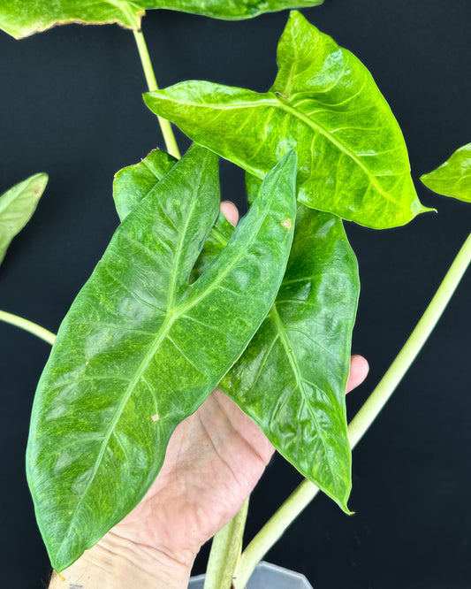 Alocasia Longiloba Lava Rhizom