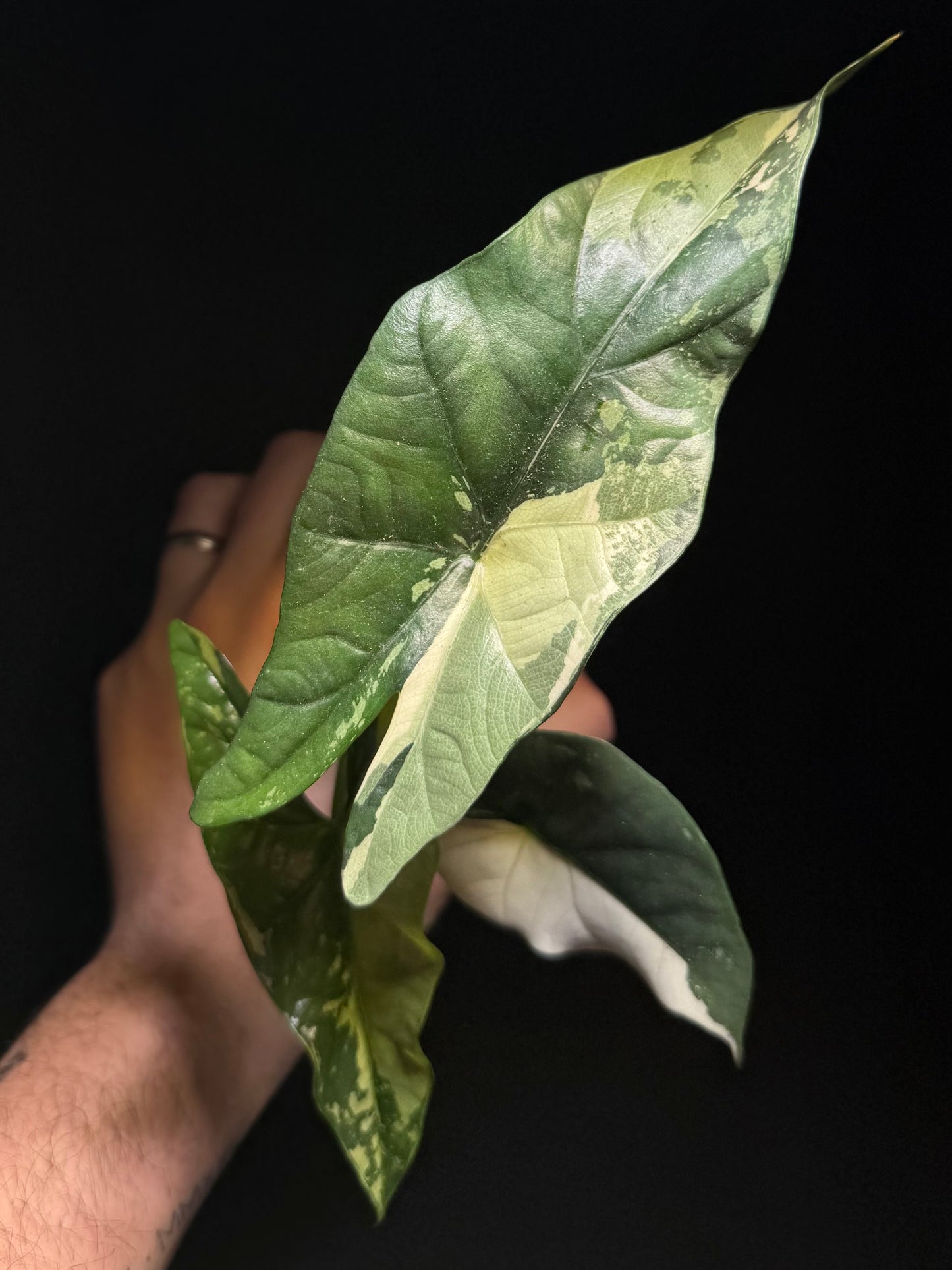Alocasia Simpo Albo Variegata