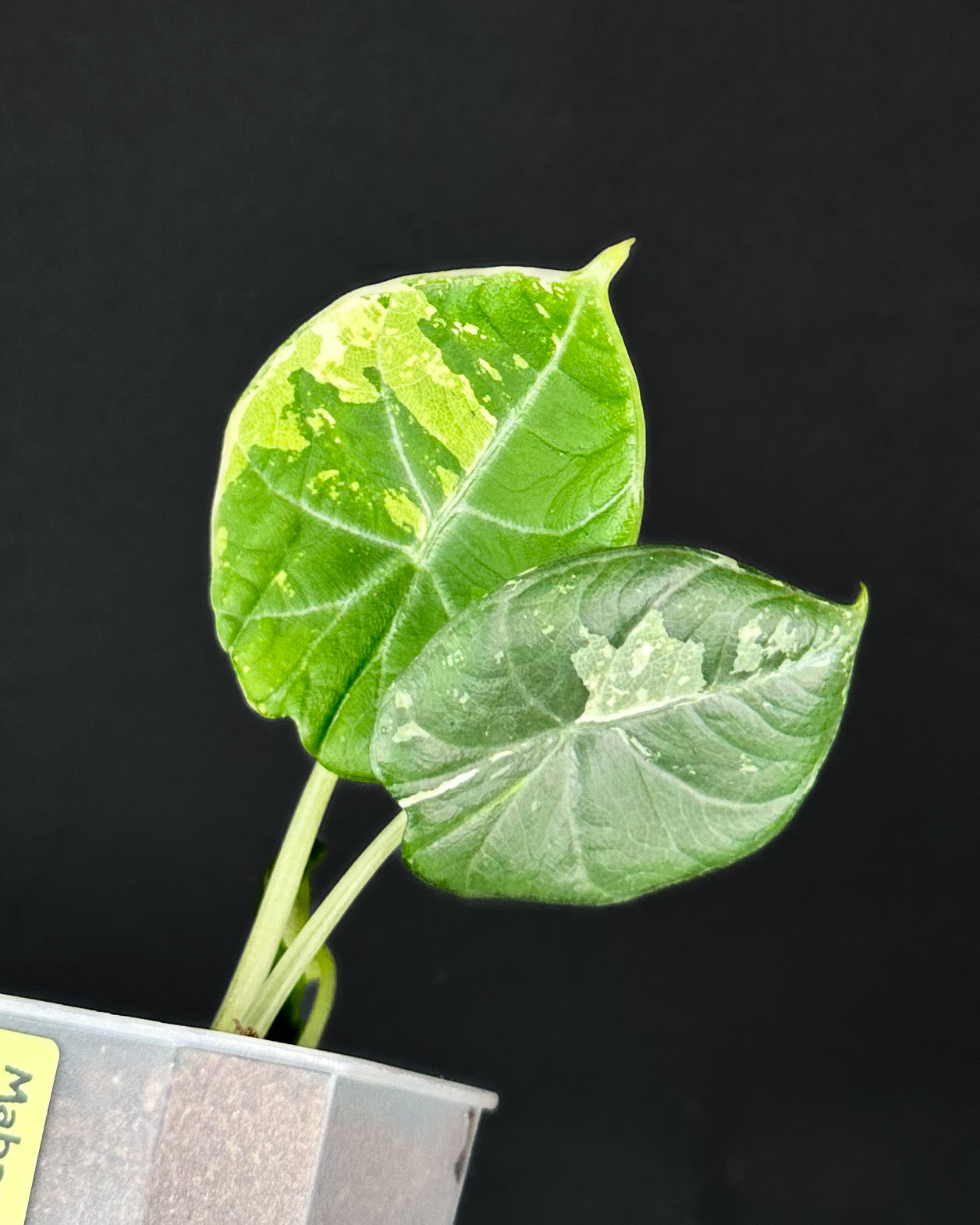 Alocasia Maharani Albo Variegata