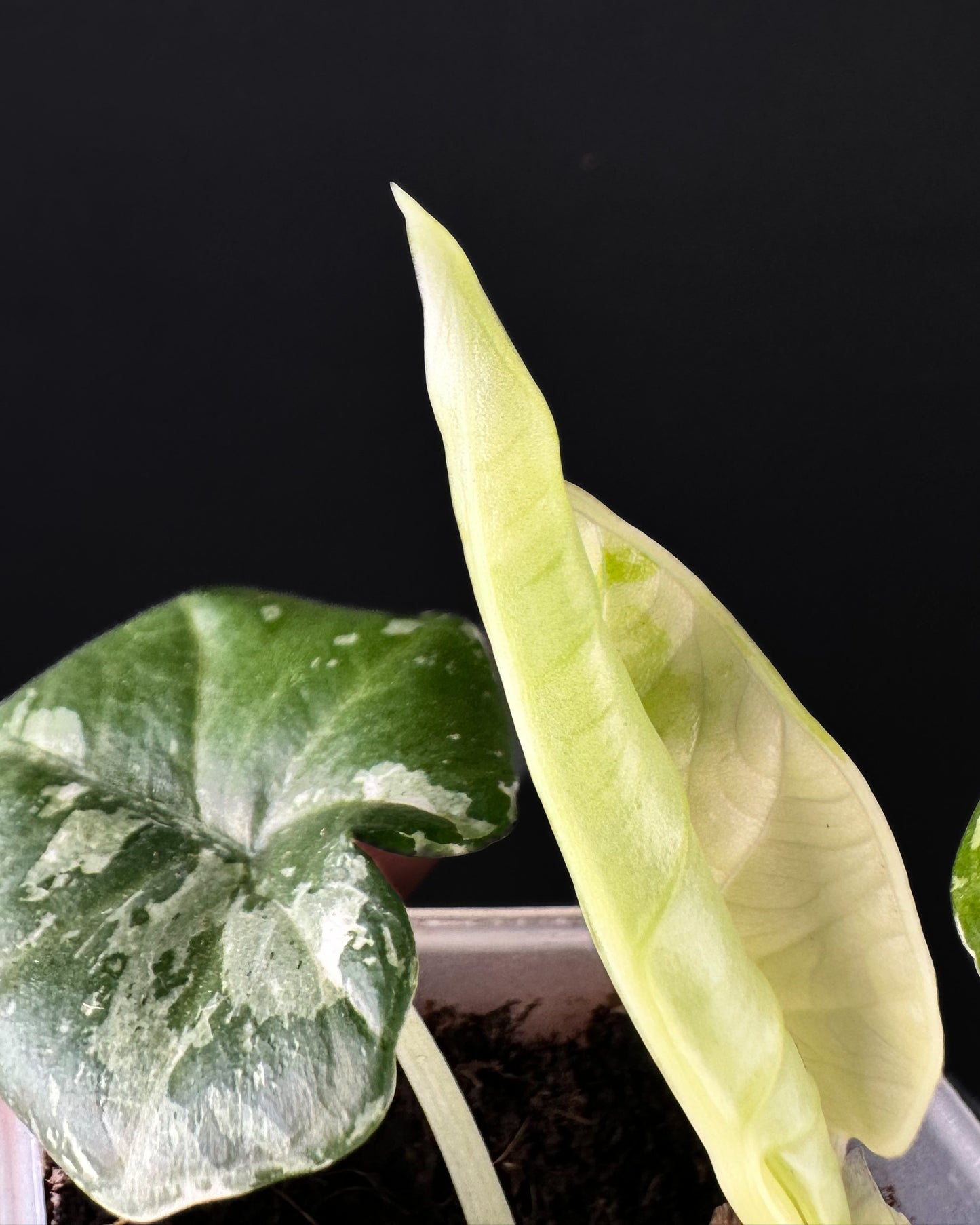 Alocasia Maharani Albo Variegata