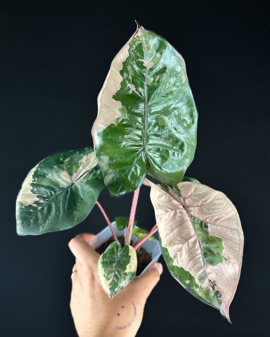 Alocasia Yucatan Princess Albo/Pink Variegata Rhizom