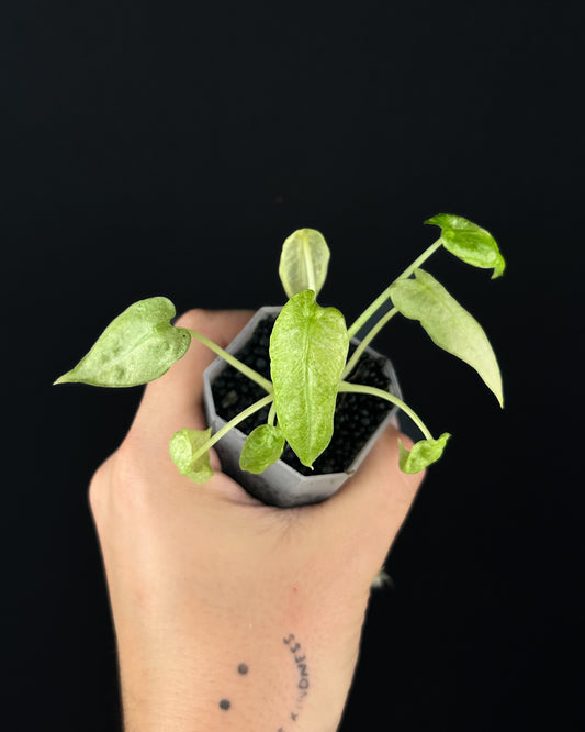 Alocasia Frydek Mint
