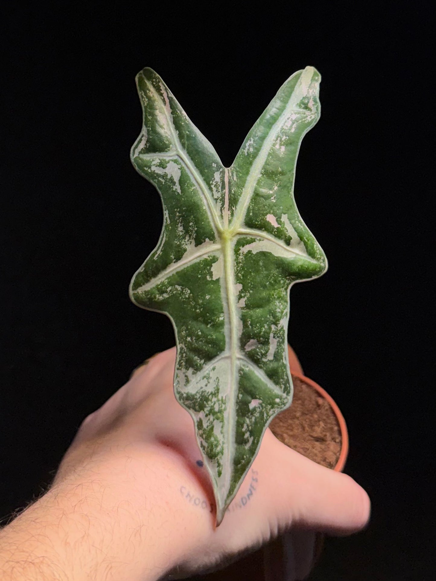 Alocasia Sanderiana Nobilis Albo/Pink Variegata