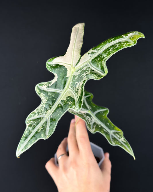 Alocasia Sanderiana Nobilis Albo/Pink Variegata
