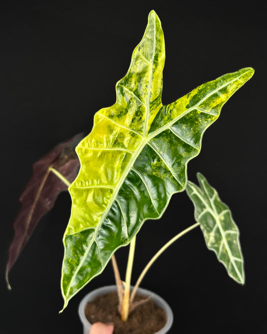Alocasia Sanderiana Bull Aurea Variegata Rhizom