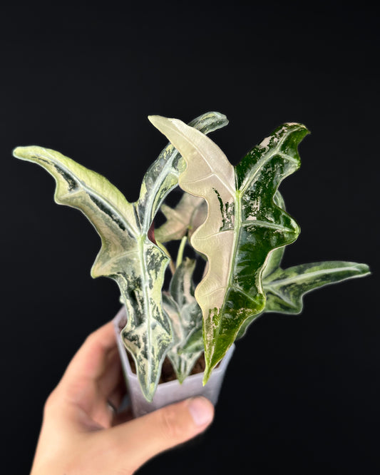 Alocasia Sanderiana Nobilis Albo/Pink Variegata
