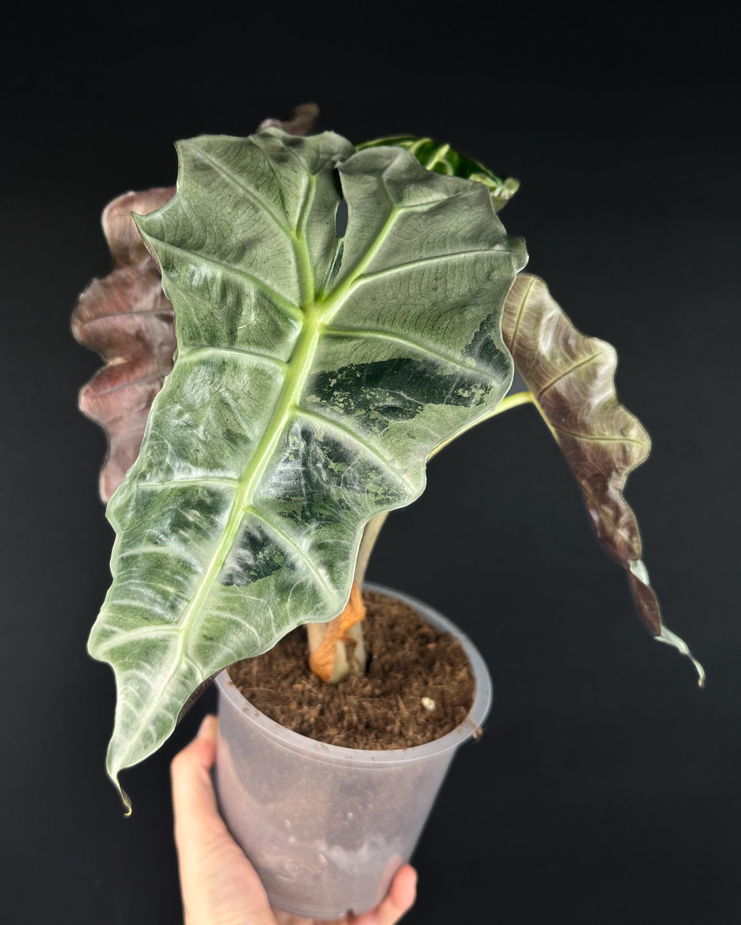 Alocasia Polly Variegata