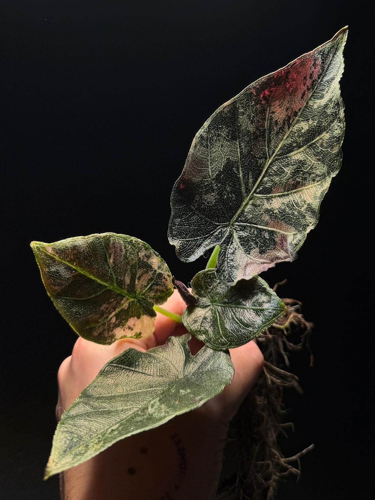 Alocasia Antoro Albo/Pink RHIZOM/BULB S
