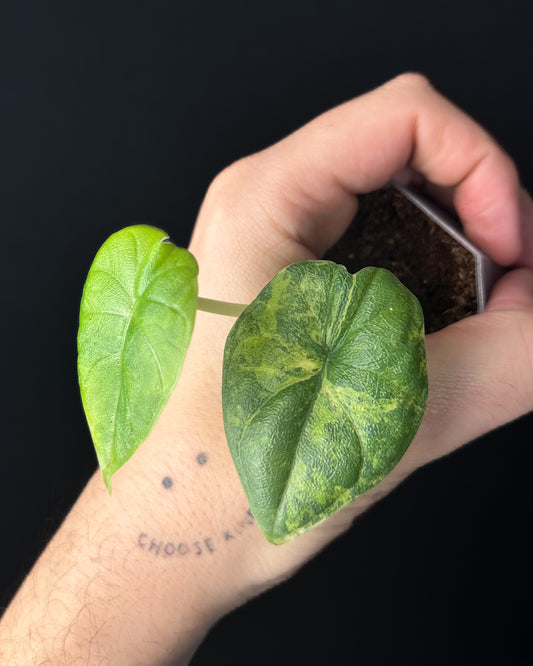 Alocasia Melo Aurea Variegata