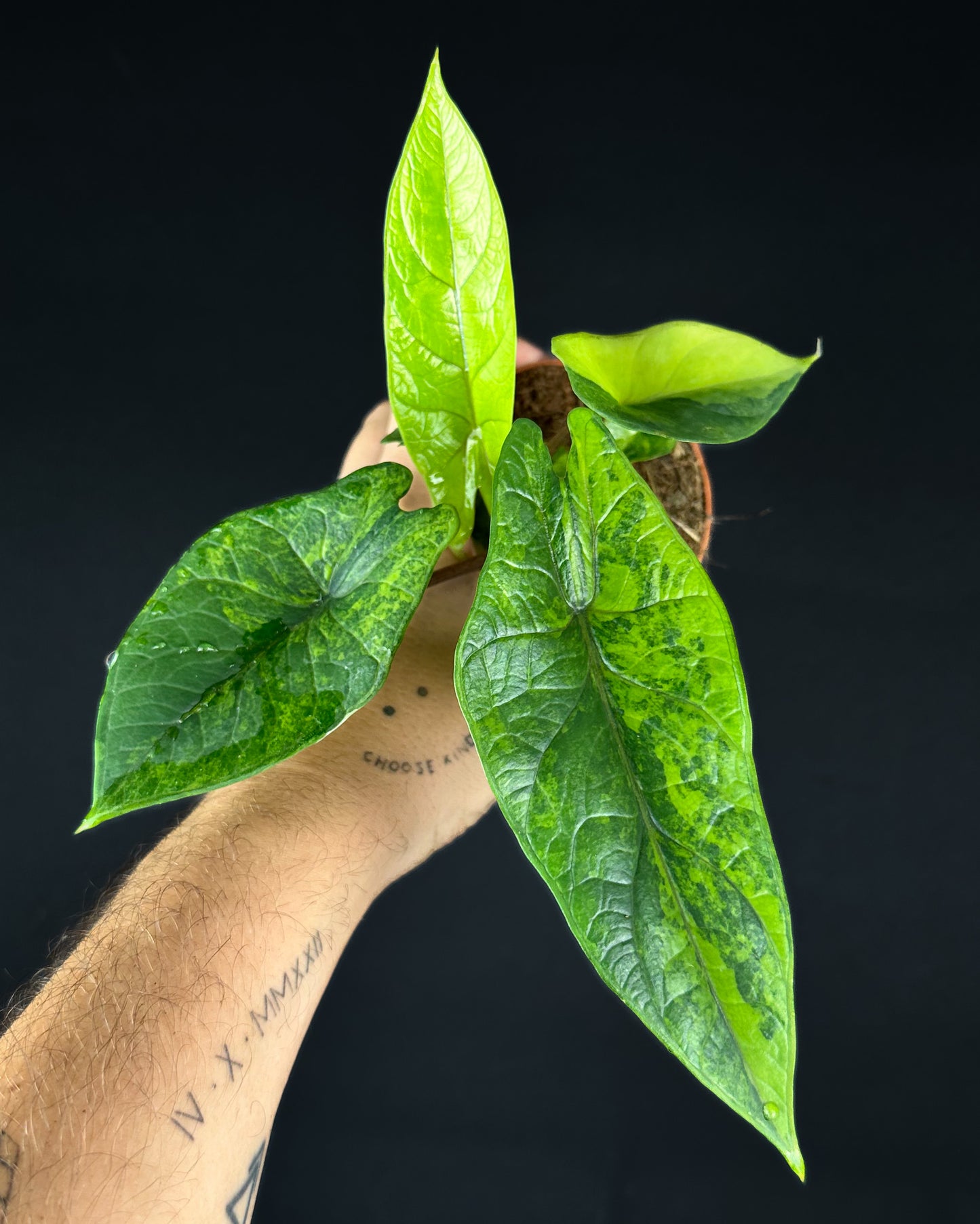 Alocasia Scalprum GoG Variegata