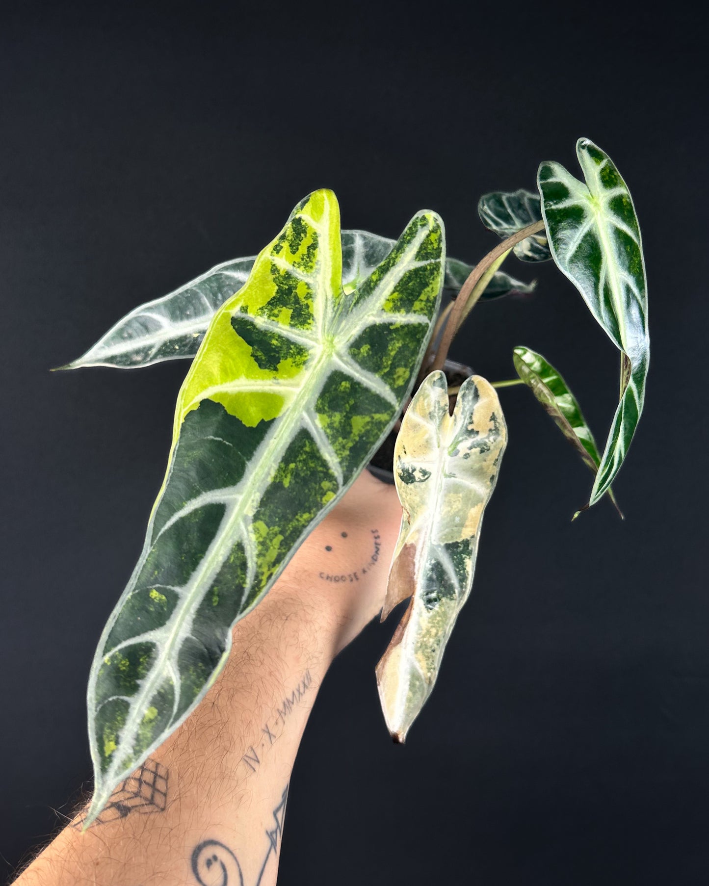 Alocasia Bambino Aurea Variegata