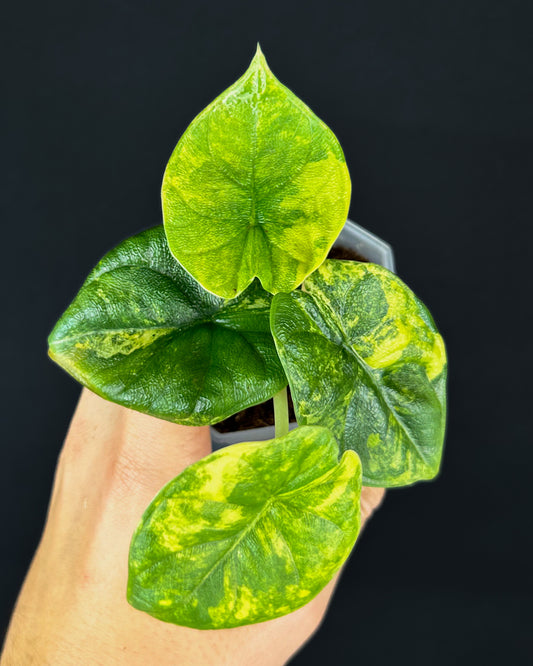 Alocasia Melo Aurea Variegata