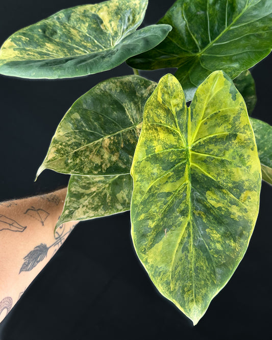 Alocasia Wentii Sunset Rhizom