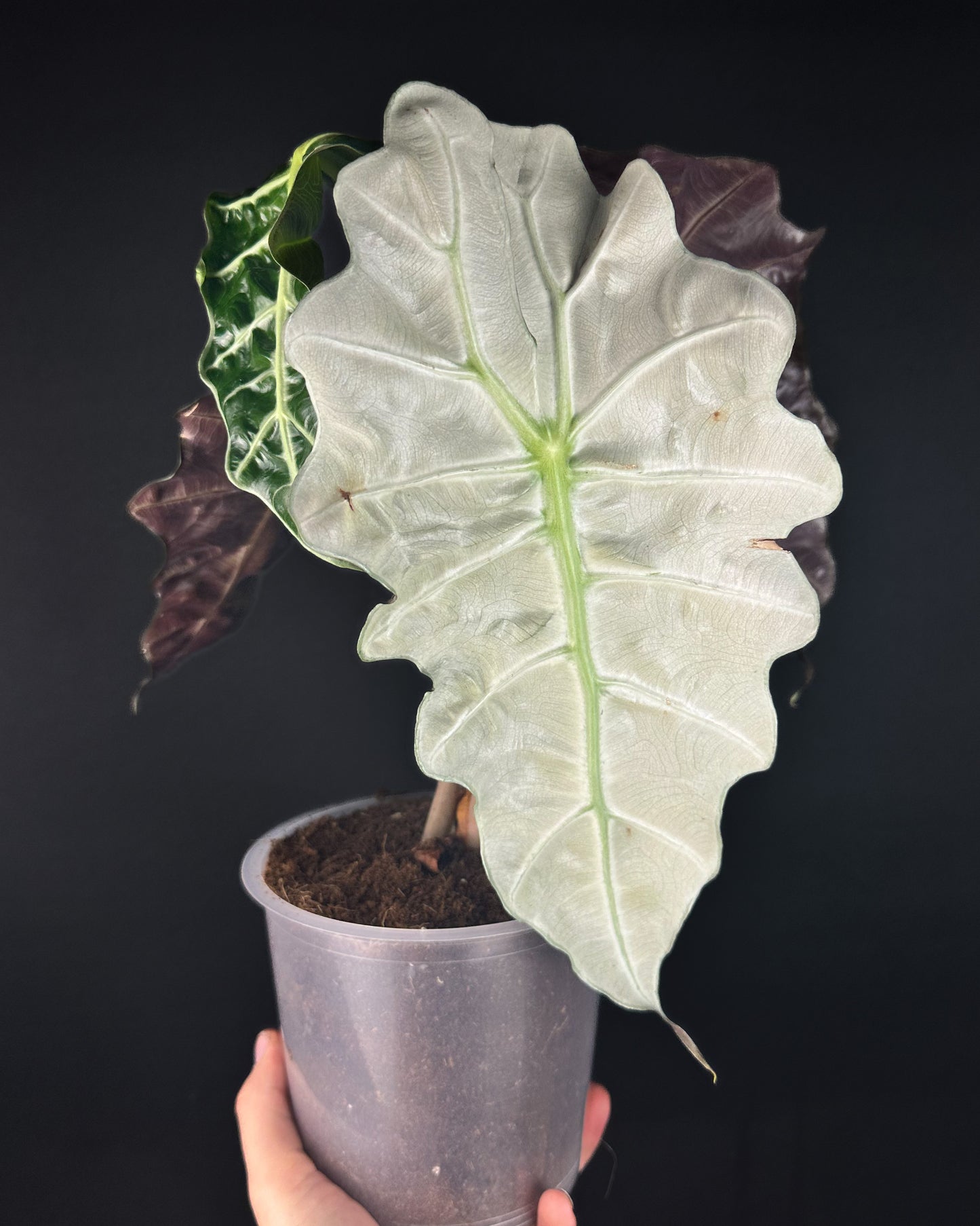 Alocasia Polly Variegata