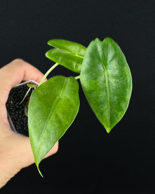 Alocasia Longiloba Sp. Golden GoG Variegata