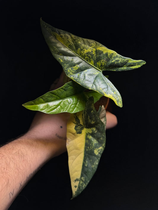 Alocasia Simpo Aurea Variegata