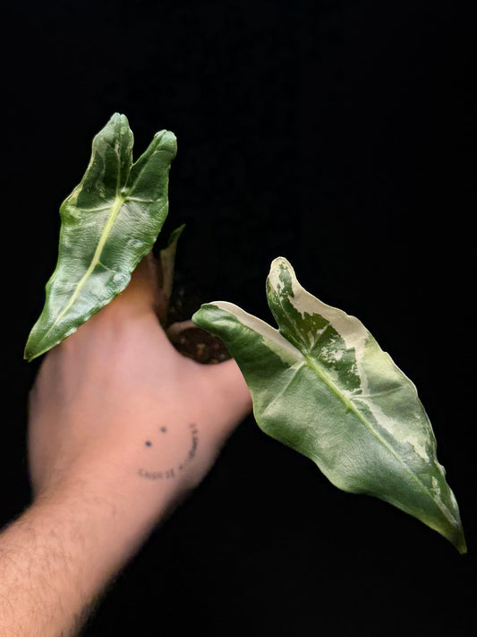 Alocasia Sarian Albo Variegata