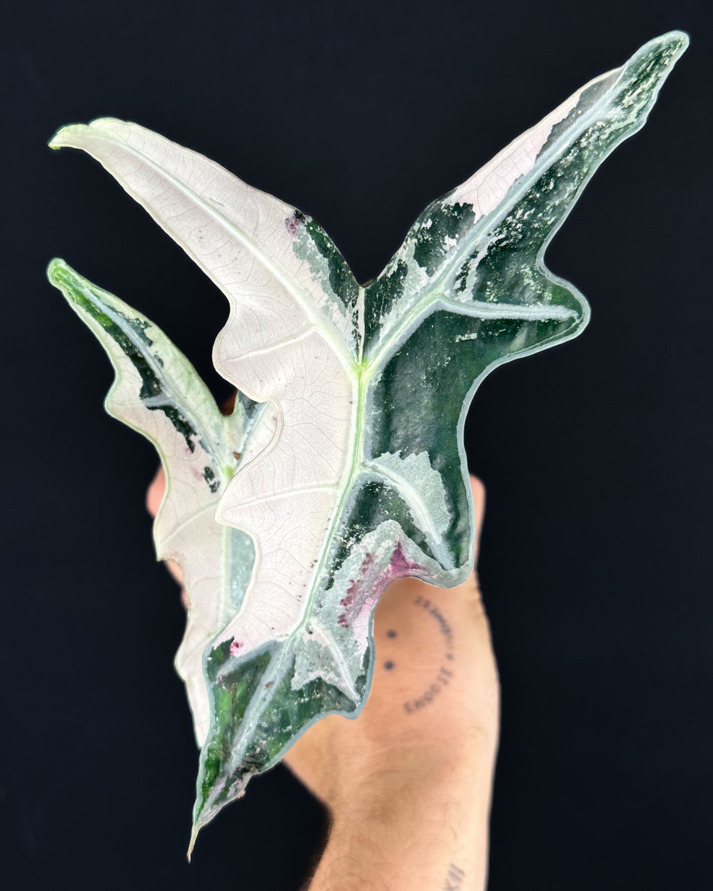 Alocasia Sanderiana Nobilis Albo/Pink Variegata RHIZOM/BULB