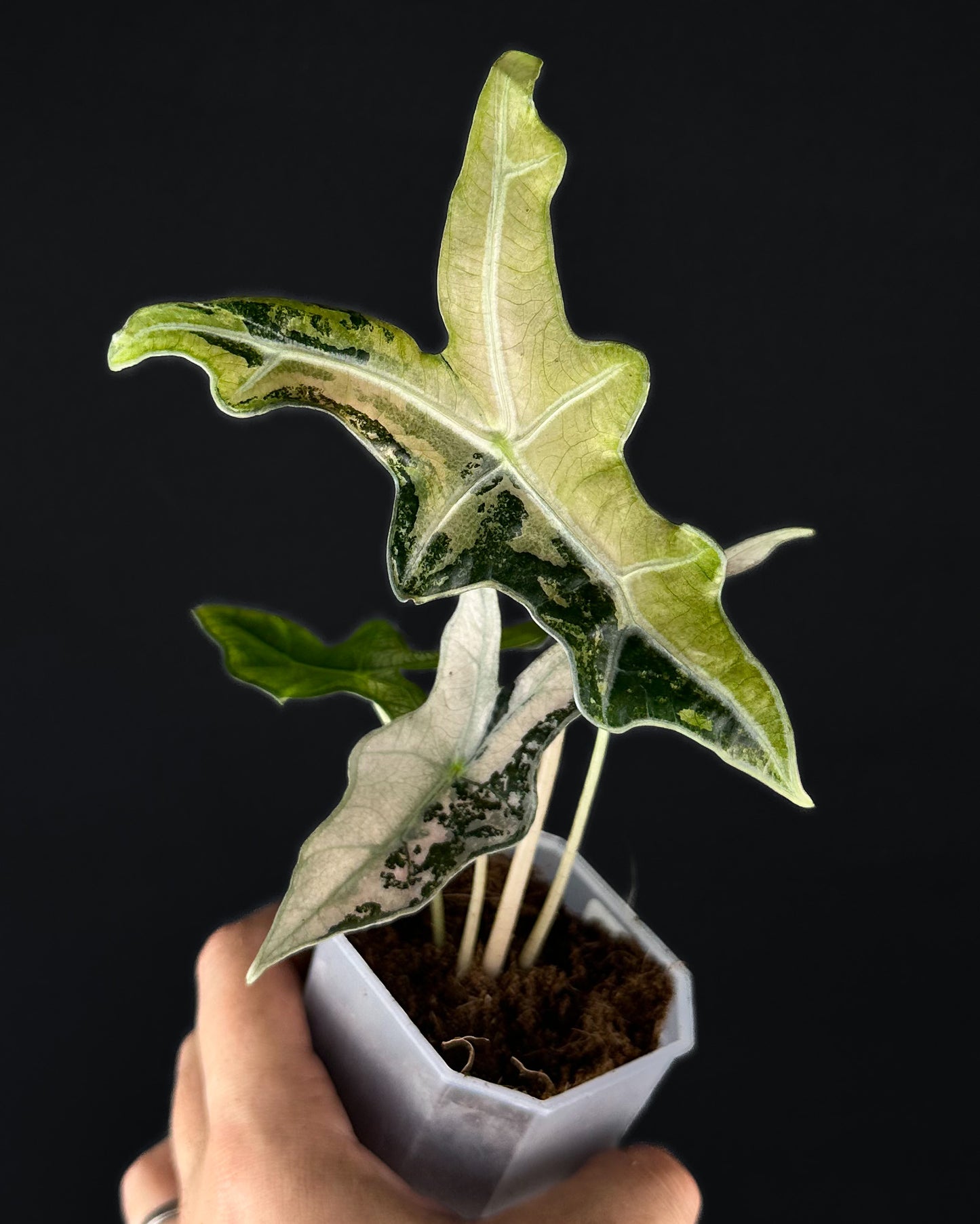 Alocasia Sanderiana Nobilis Albo/Pink Variegata