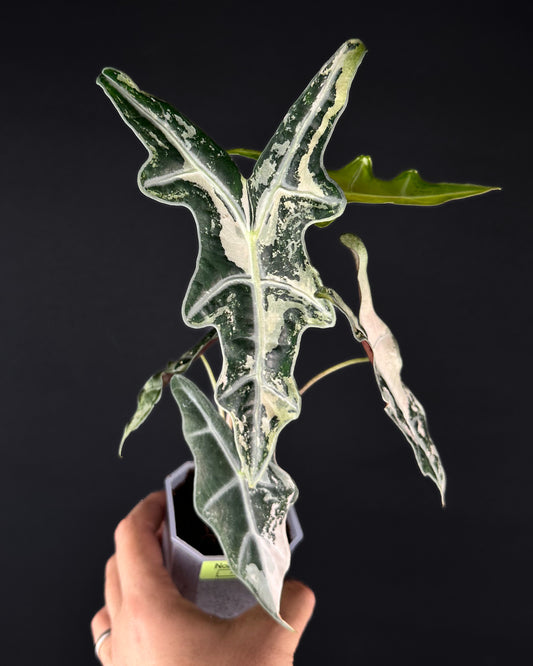 Alocasia Sanderiana Nobilis Albo/Pink Variegata Rhizom