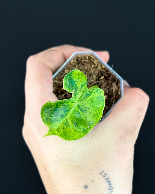 Alocasia Dorayaki Aurea Variegata