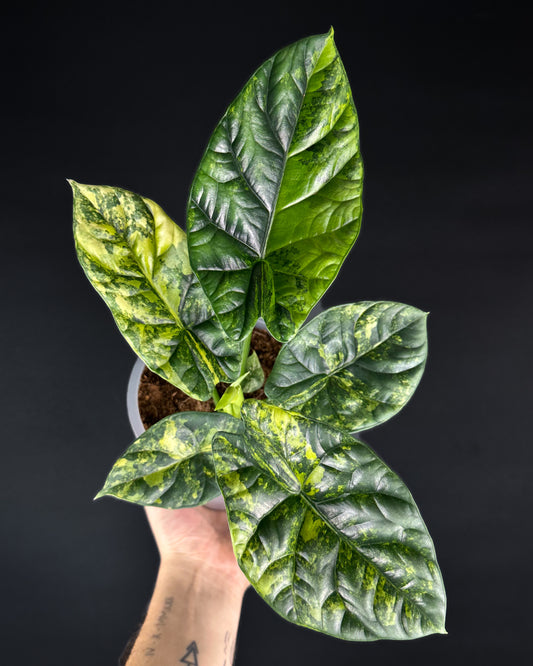 Alocasia Sinuata Aurea Variegata Rhizom